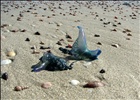 Bluebottle jellyfish on Bherwerre beach